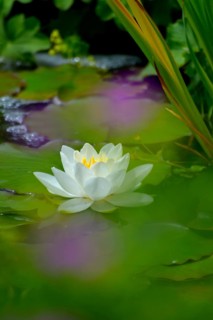 White water lily flowering in pond