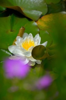 White water lily flowering in pond