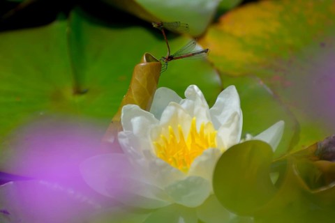 White water lily flowering in pond