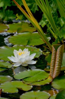 White water lily flowering in pond