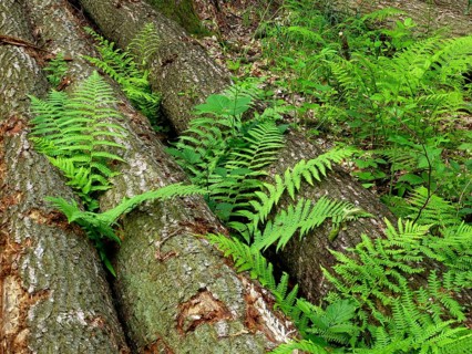 Tree trunks with fern in the forest