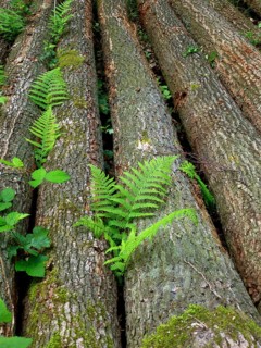 Tree trunks with fern in the forest