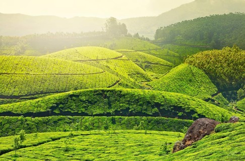 Tea plantations in morning fog. Munnar