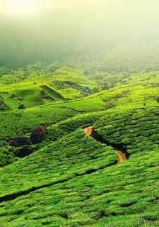 Tea plantations in morning fog. Munnar
