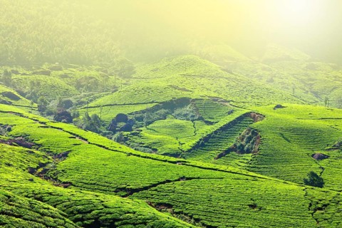 Tea plantations in morning fog. Munnar