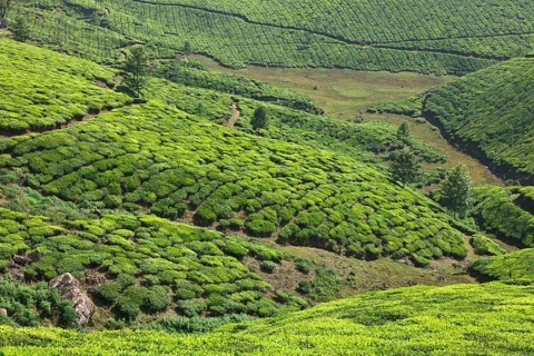 Tea plantations. Munnar