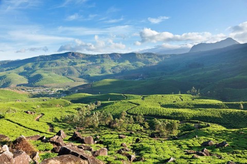 Tea plantations on surise. Munnar