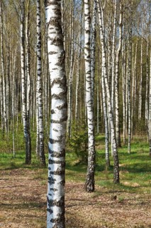 Birch grove in spring