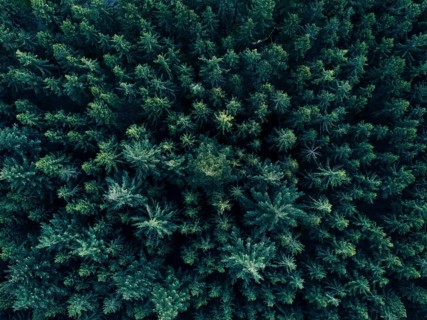 Aerial Overhead View of Tree tops in super rich dark green color shot in Germany HQ