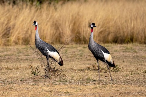 Black crowned crane