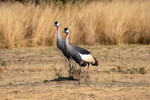 Black crowned crane