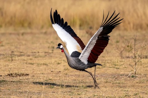 Black crowned crane