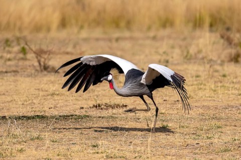 Black crowned crane