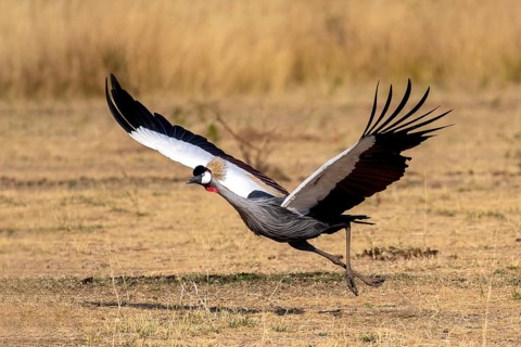 Black crowned crane