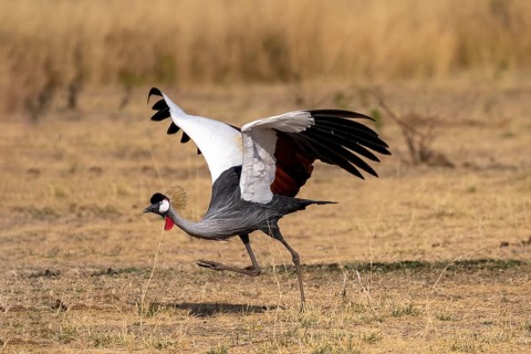 Black crowned crane