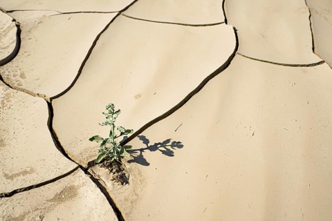 Symbolic Image