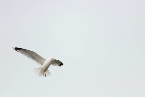 Common gull