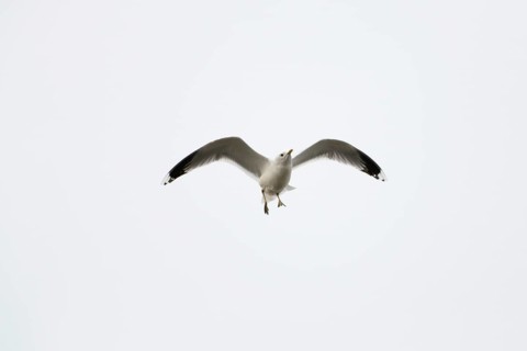 Common gull