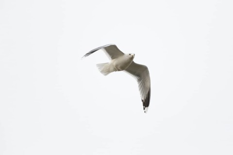 Common gull