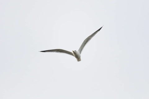 Common gull