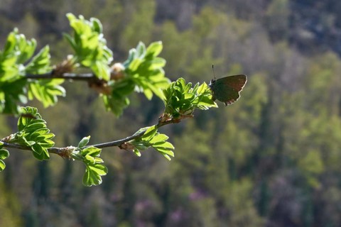 Green hairstreak on green leaves on a branch