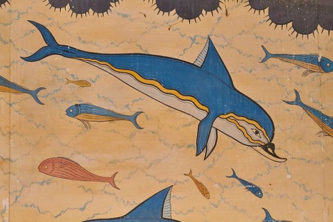Single Dolphin