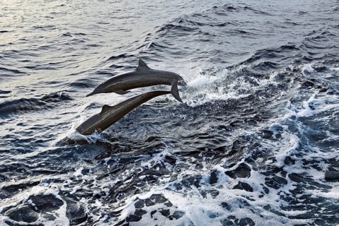 Jumping dolphins