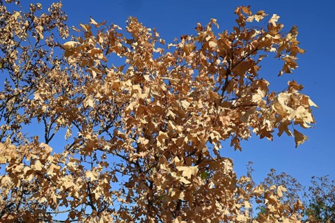Withered field maple