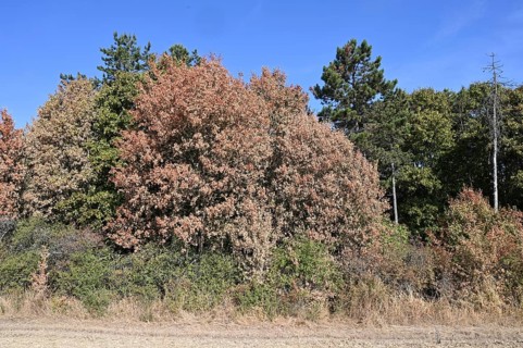 Withered field maple