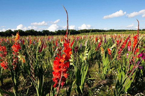 Sword lilies