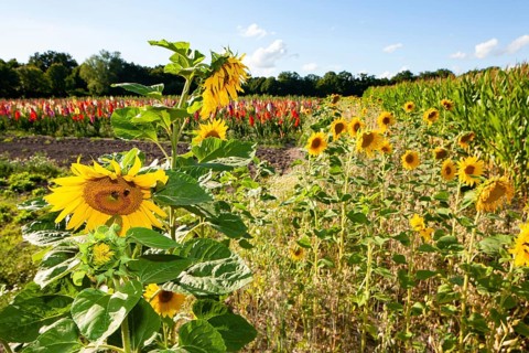 Sunflowers