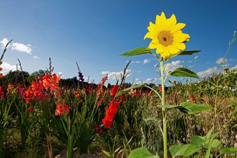 Sunflowers