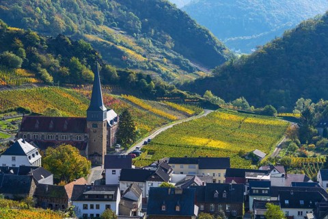 Vineyards in autumn