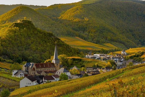 Vineyards in autumn