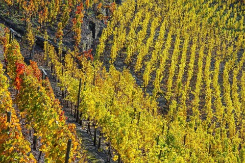 Vineyards in autumn