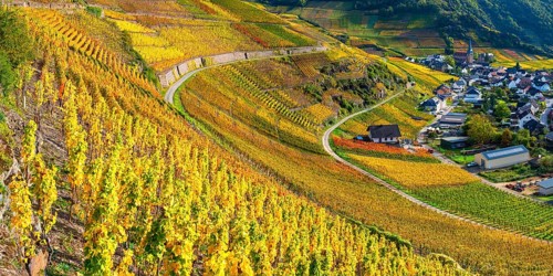 Vineyards in autumn