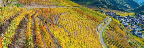 Vineyards in autumn