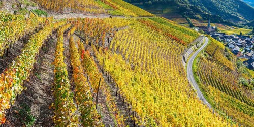 Vineyards in autumn