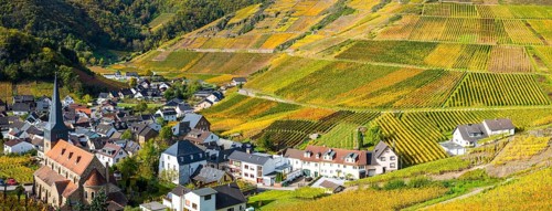 Vineyards in autumn
