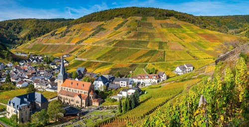 Vineyards in autumn