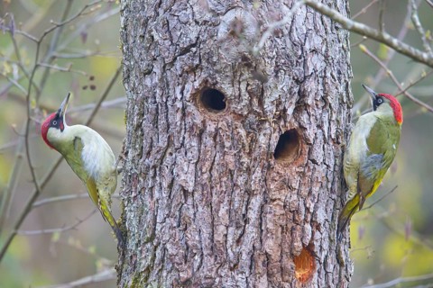 European green woodpecker