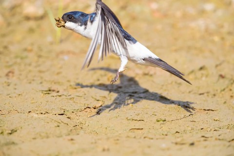 Common house martin