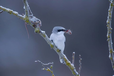 Great Grey Shrike