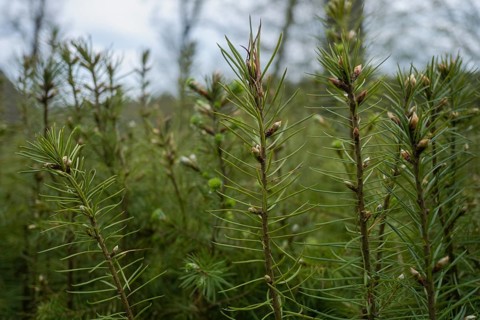 Pine seedlings for reforestation in the Hassberge mountains in Lower Franconia