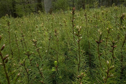Pine seedlings for reforestation in the Hassberge mountains in Lower Franconia