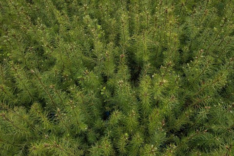 Pine seedlings for reforestation in the Hassberge mountains in Lower Franconia