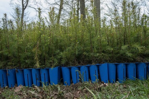 Pine seedlings for reforestation in the Hassberge mountains in Lower Franconia