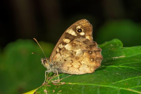 Speckled wood