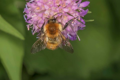 Common carder-bee