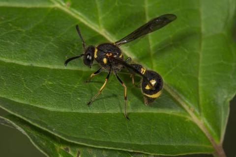Potter wasp